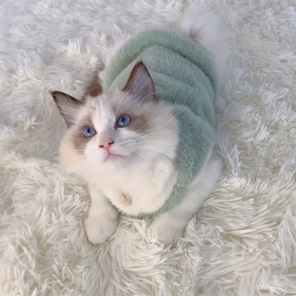 Cats Accessories Warm Winter Clothes Kittens Sweater Vests Apparels - Image 4