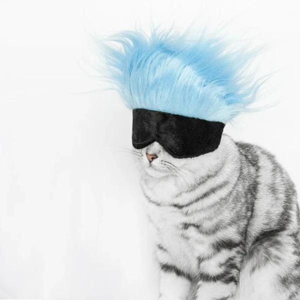 Cat Clothes: Cool Pet Wigs & Cosplay Hats for Dogs and Cats