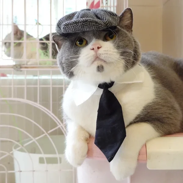 Funny Cat Clothes: Gentleman's Hat & Gangster Halloween Costume
