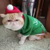 Christmas Cat Clothes: Sphynx Hooded Sweater and Winter Pet Costume - Image 4